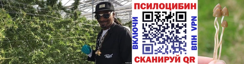 Псилоцибиновые грибы Magic Shrooms Шилка